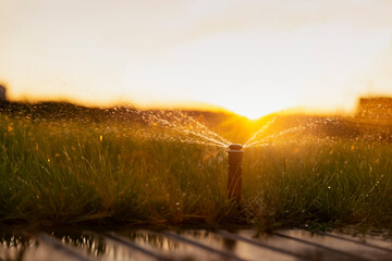 Wall Mural - Sprinkler watering the lawn at sunset.