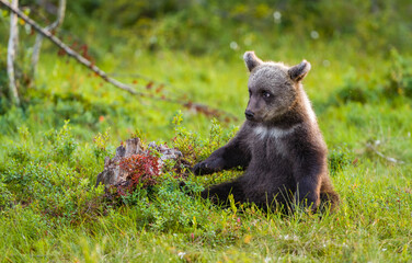 image of brown bear in finland
