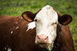 portret krowy na pastwisku