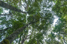 Tall Rimu Trees Tower From Below Overhead Converging Into Forest Canopy.