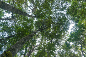 Wall Mural - Tall rimu trees tower from below overhead converging into forest canopy.