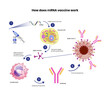 mRNA vaccine schematic illustration. Coronavirus vaccine mechanism of action