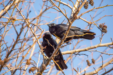 2 crows perched on a branch