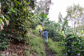 person walking in the farm