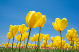 Fototapeta Tulipany - 青空をバックに見上げたカラフルな春のチューリップ。
チューリップ畑に咲く満開の花。
