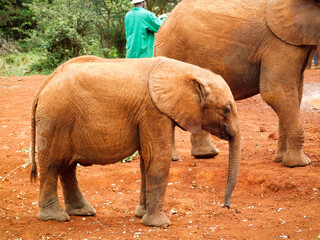 baby elephant