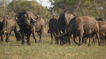 buffalo herd grazes on the dry grass of an african wildlife reserve.