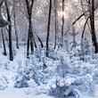 © elena_siberia - Winter landscape in the forest