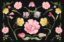 Vintage Blooming Flower Illustration Vector Set, Remix From The Model Book Of Calligraphy Joris Hoefnagel And Georg Bocskay