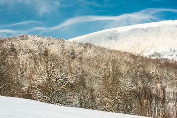 Poster - Snowy Bieszczady Mountains in Winter. Snow Covered Trees. Blue Sky and Sunny Day in Poland.