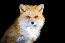 Close Up View Red Fox. Wild Animal Isolated On A Black Background