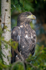 Sticker - White-tailed eagle sitting on pine branch