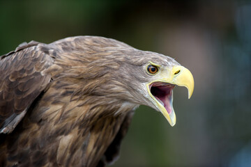 Sticker - White-tailed eagle portrait  in forest