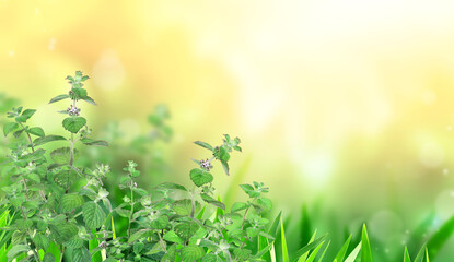 Horizontal banner with green peppermint leaves