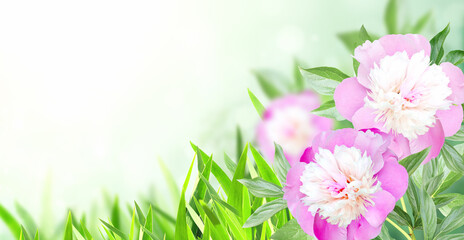 Fototapete - Branch of peony (Paeonia) on sunny beautiful nature spring background