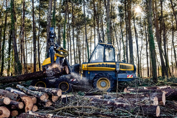 machine for cutting tree trunks used in the forestry industry