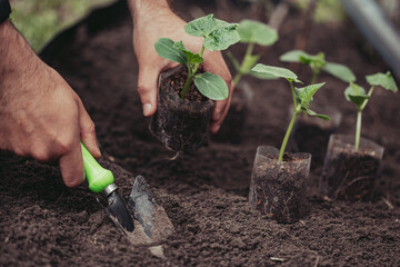 Healthy organic food concept. Seedling of a green plant of a cucumber. Spring. Male hands rake the earth around the sprout. Close-up - a human hand holding a seedling uses a small garden shovel.