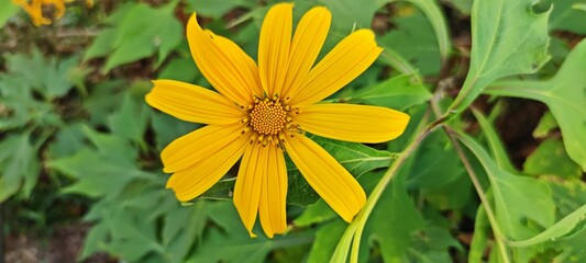 Wall Mural - Beautiful blooming Mexican sunflower (Tithonia diversifolia) with blurred green leaves background.