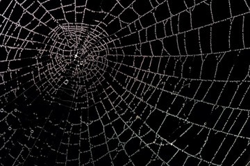 Wall Mural - spider web with dew drops on a black background.