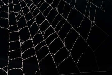 Wall Mural - spider web with dew drops on a black background.
