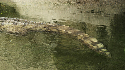 Longue queue puissante, écailleuse, olive-brun et noir d'un Crocodile du Nil (Crocodylus niloticus)