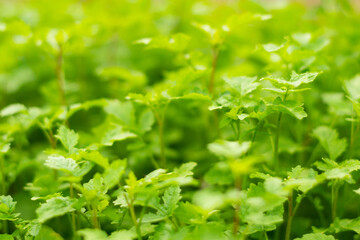 Wall Mural - green grass close-up