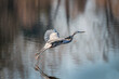 Great Blue Heron Flying Low over the water of a Chesapeake Bay pond