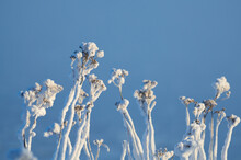 Ice Covered Withered Flowers On Blue Background