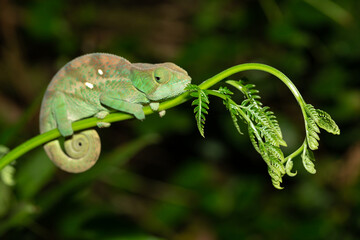 Wall Mural - Colorful chameleon in a close-up in the rainforest in Madagascar