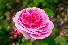 English Rose 'Gertrude Jekyll' (rosa) A Summer Flowering Shrub Plant With A Pink Summertime Double Flower From June Until September, Stock Photo Image