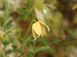 Canvas Print - (Clematis tangutica) Gold-Waldrebe mit Gelbe sternförmige Blüten und weiße, watteartige Fruchtschmuck