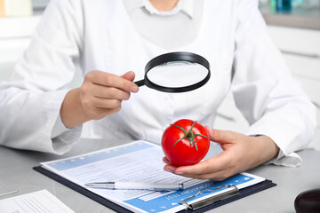Wall Mural - scientist with magnifying glass exploring tomato at table in laboratory, closeup. poison detection