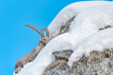 Sticker - Alpine ibex looking for food on mountain peak (Capra ibex)