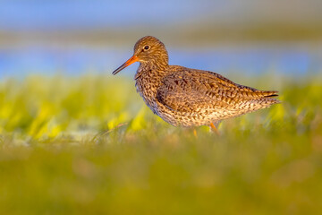 Wall Mural - Common redshank wader bird in wetland