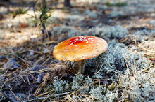 Toxic And Hallucinogen Mushroom Fly Agaric In Needles And Leaves On Autumn Forest Background