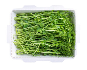 Wall Mural - Microgreens, micro greens - cutting pea seedlings in cardboard food tray isolated on white. Vegan, vegetarian and healthy eating concept. Top view.