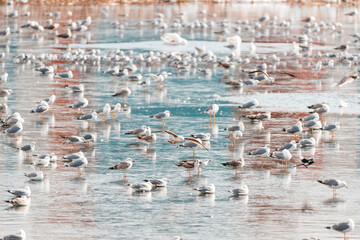 Wall Mural - Most seagulls love spending their time near other similar animals such as gooses, storks, and pigeons. You find them in large bird groups that live close to beaches, lakes, and oceans.