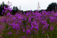 Large Meadow Of Blooming Purple Fireweed Flower (Chamaenerion Angustifolium, Epilobium Angustifolium).