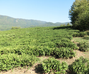 Planting green tea in the mountains