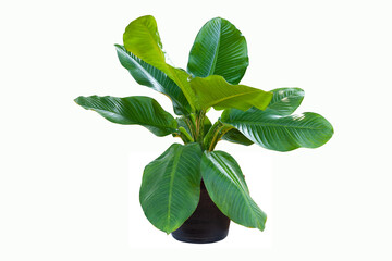 Dieffenbachia plant in black flowerpot with isolated on white background