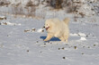 Samoyed - Samoyed beautiful breed Siberian white dog running in the snow. He has an open mouth and looks like he's laughing.