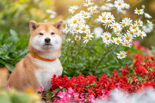 Young Shiba Inu Dog Sitting In Flower Bed Of Daisy And Red Flowers And Green Grass At Summer Nature