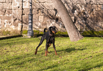 Wall Mural - Dobermann pincher playing ball in the park