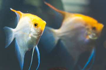 Wall Mural - Couple of Gold Pterophyllum Scalare in aqarium fresh water, yellow angelfish