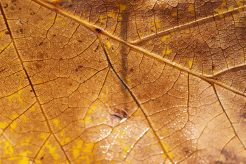 Poster - Dry leaf texture and nature background. Nature Abstract.