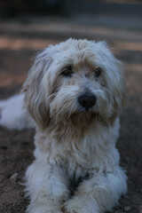  white dog lying on the ground