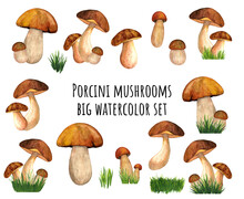 Huge Watercolor Porcini Set Isolated On White Background. Edible Mushroom Object. Mushroom Hunting Season. Hand Drawn Illustration For Print Design, Cover, T-shirt Design, Poster, Harvest Festival
