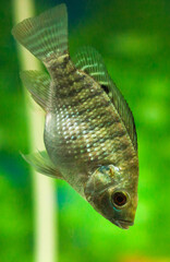 Wall Mural - Tilapia fish swimming in fresh water aquarium tank