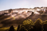 Fototapeta Las - Nebel in den Weinbergen im Herbst