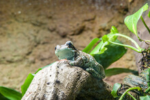 Amazon Milk Frog (Trachycephalus Resinifictrix) Is A Large Species Of Arboreal Frog Native To The Amazon Rainforest In South America. 
They Often Inhabit Vegetation.